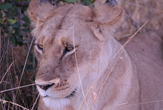 Leone a Masai Mara